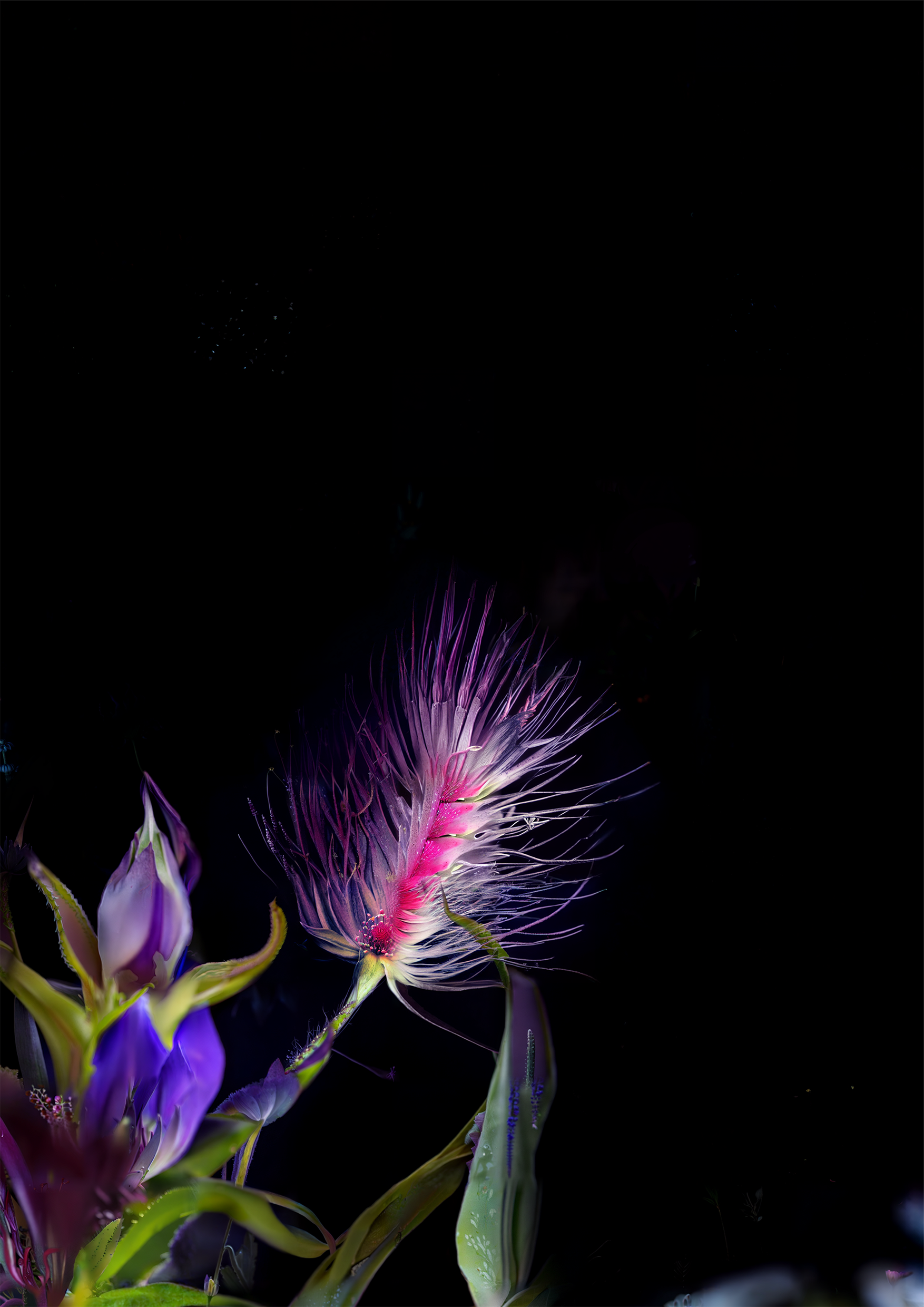 83 Seeds from a Vanishing Mountain #5